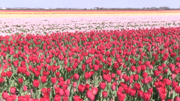 tulipany wielobarwny - Materiał filmowy, wideo