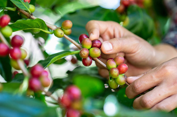 Gli agricoltori raccolgono il caffè Arabica dall'albero del caffè
. - Foto, immagini