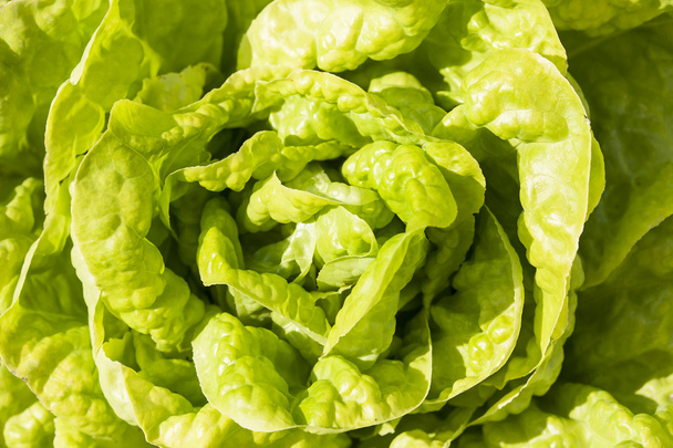 Young green lettuce. - Φωτογραφία, εικόνα