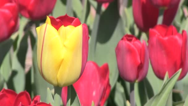 jeden żółty czerwony tulipan kolorowe - Materiał filmowy, wideo