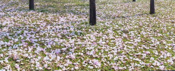Закрыть розовую трубу или Табебуя розовые цветы падают на зеленом фоне травы. Этот цветок цветет с марта по май каждый год, как красивые маленькие розовые трюфели, украшенные естественными красками
. - Фото, изображение