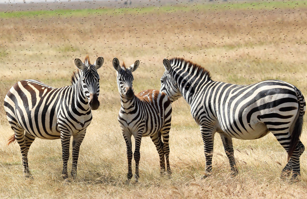 zebry sužován ovádi - Fotografie, Obrázek