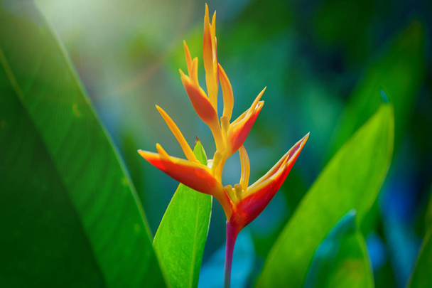 Hermosa flor pájaro del paraíso (Strelitzia reginae
) - Foto, imagen