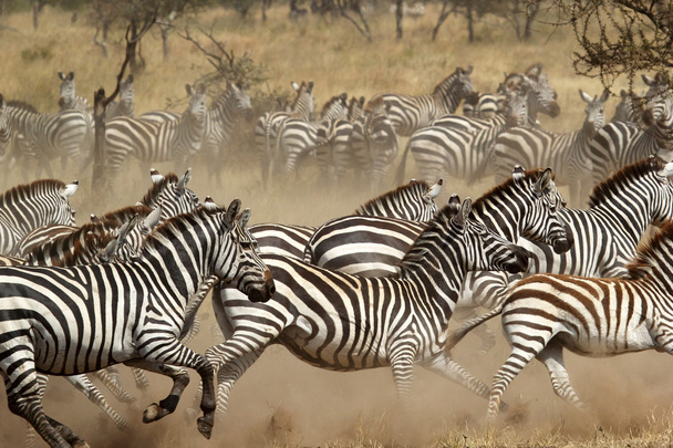 Стадо зебр скачет
 - Фото, изображение