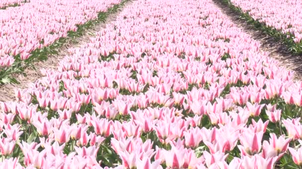 Multicolored tulips - Footage, Video