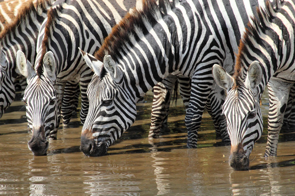 groep van Zebra's drinken - Foto, afbeelding