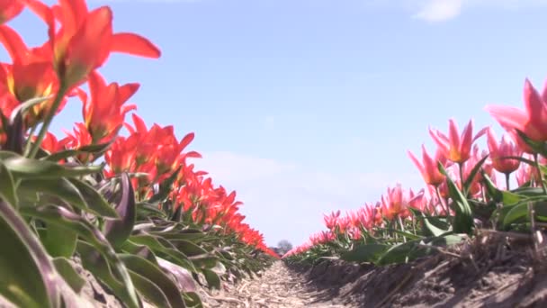 tulipany wielobarwny - Materiał filmowy, wideo