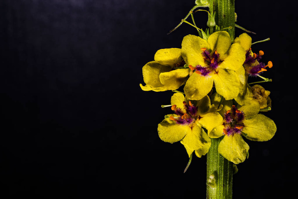 Yellow flower on dark background - Photo, Image
