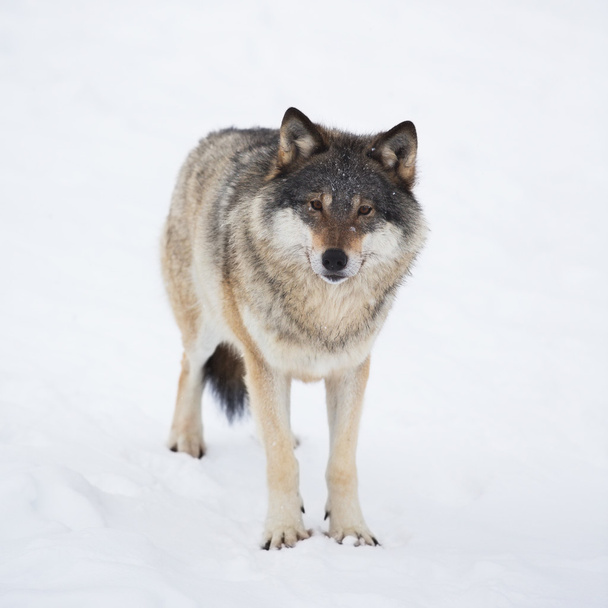 Az egyik Farkas egyedül a hóban - Fotó, kép