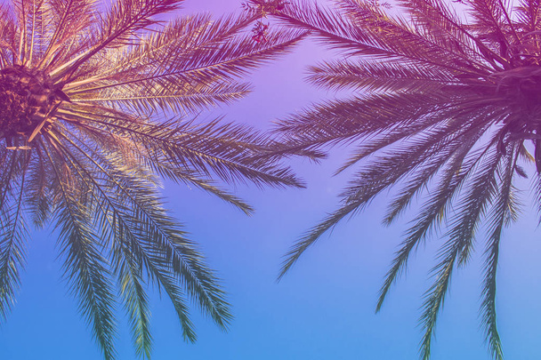 Palm trees against the blue sky. Concept tropic, vacation and tr - Zdjęcie, obraz