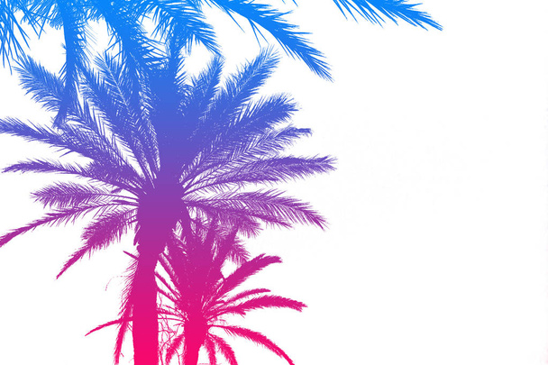 Silhouette di palme con una brillante pendenza estiva su un brigantino
 - Foto, immagini