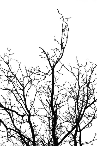 Silueta de árbol
 - Foto, imagen
