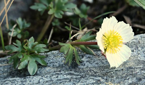 Floraison Ranunculus glacialis, le buttercup des glaciers sur pierre
 - Photo, image