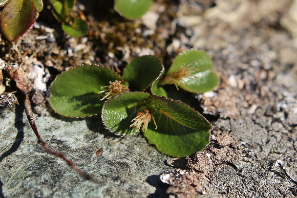 Salix herbacea, карликовая ива, на камне
 - Фото, изображение