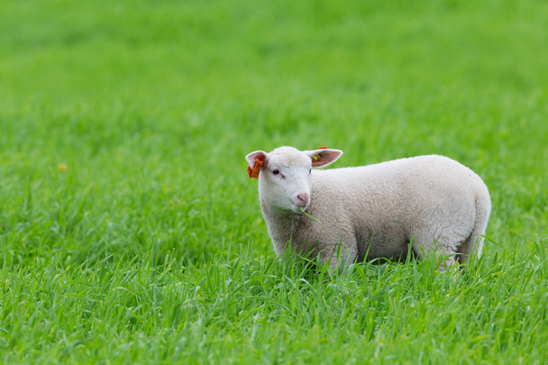 草の上に立つ子羊 - 写真・画像