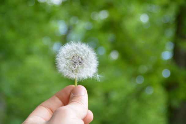 holding a dandelion into the hand - Photo, Image