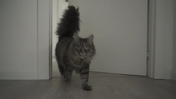 Lindo gato caminando en la casa y comiendo comida para mascotas
 - Metraje, vídeo