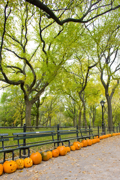 Central Park - Photo, Image