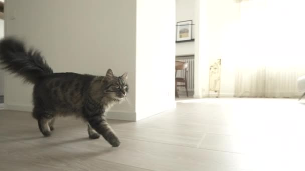 Roztomilá kočka, která chodí po domě - Záběry, video