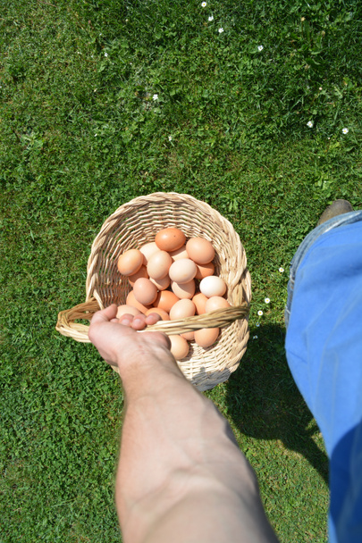 Llevar una cesta llena de huevos
 - Foto, Imagen