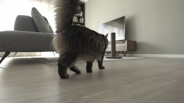 Όμορφη μακριά μαλλιά γάτα στο σπίτι βίντεο μοντάζ - Πλάνα, βίντεο