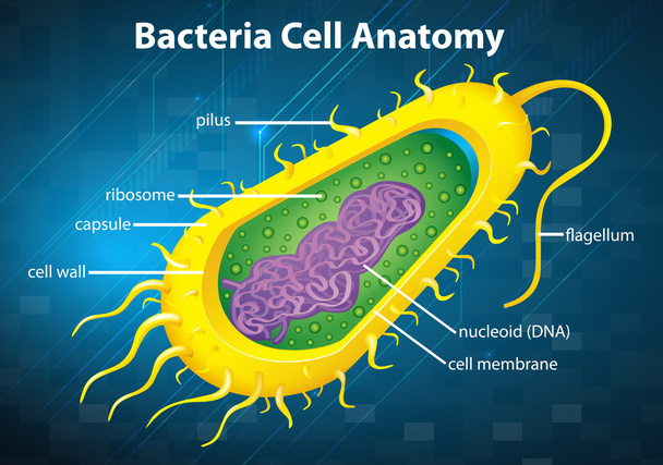estructura celular de bacterias
 - Vector, Imagen