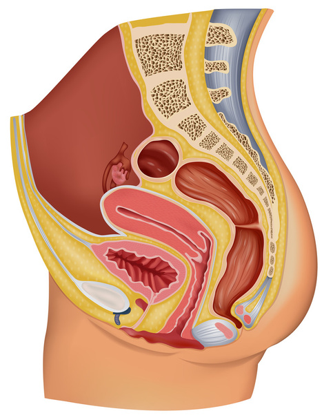 órgão reprodutor feminino - Vetor, Imagem