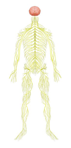 人間の神経系 - ベクター画像
