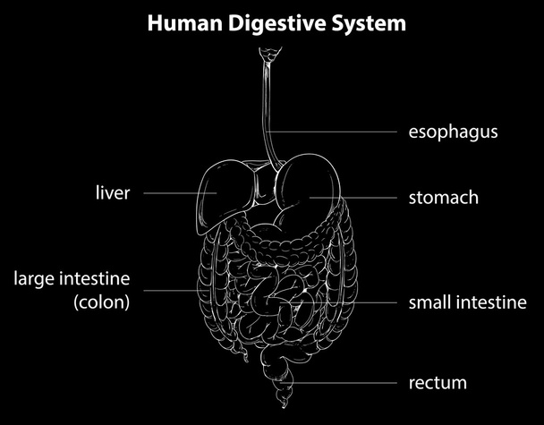 sistema digestivo humano - Vetor, Imagem