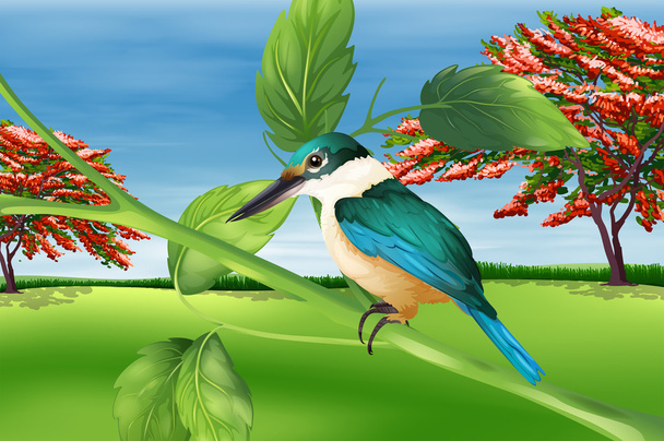 Kingfisher - Vector, Image