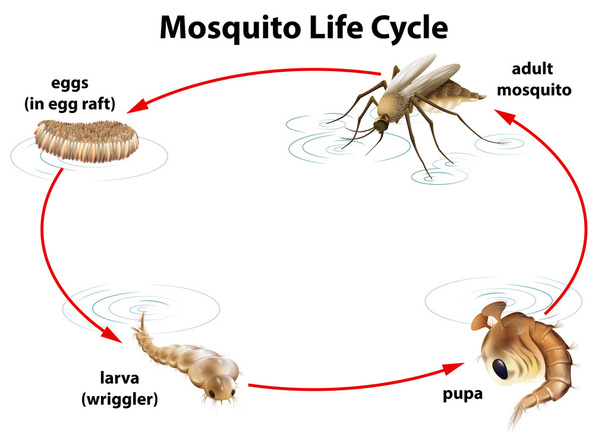 ο κύκλος ζωής ενός κουνουπιού - Διάνυσμα, εικόνα