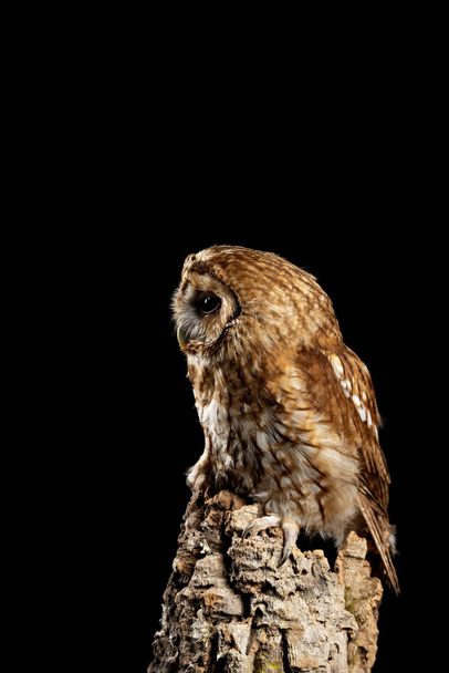 Oszałamiający portret Tawny Owl Strix aluco izolowany na czarno w  - Zdjęcie, obraz