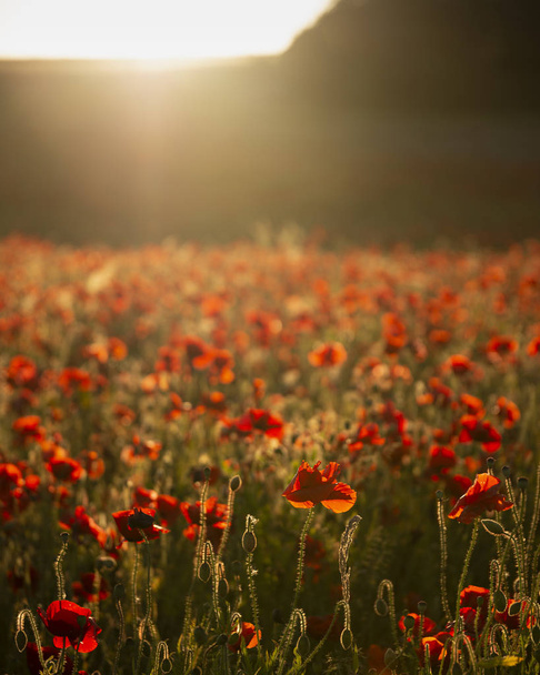 Prachtige zomer landschap van levendige Poppy veld in het Engels Cou - Foto, afbeelding
