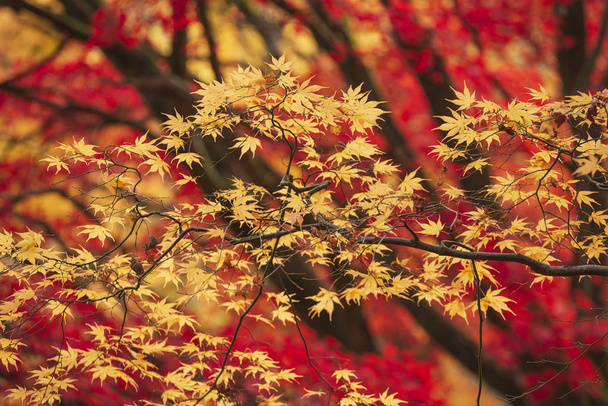 美しいカラフルな鮮やかな赤と黄色日本カエデの木は私 - 写真・画像