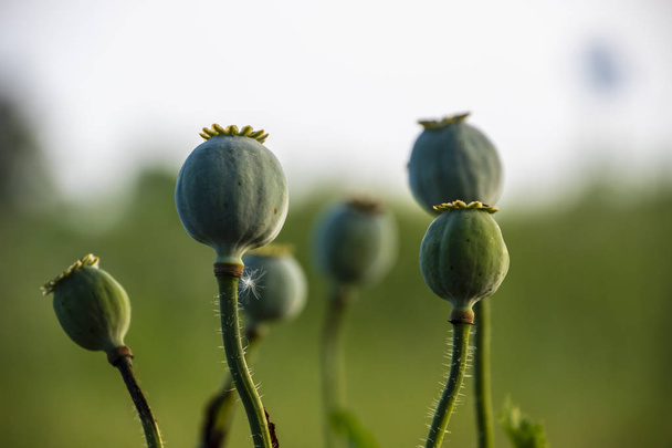 Cabezas de semillas de amapola de opio, Papaver somniferum
 - Foto, imagen