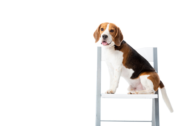 милый пёс, сидящий на стуле и смотрящий на камеру, изолированную на белом
 - Фото, изображение