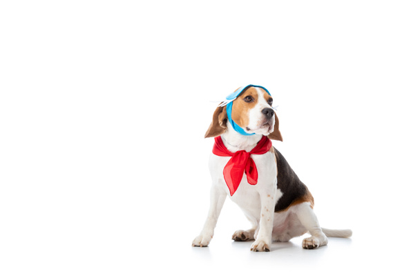 beagle dog in mask and red bandana looking away while sitting on white - Fotoğraf, Görsel