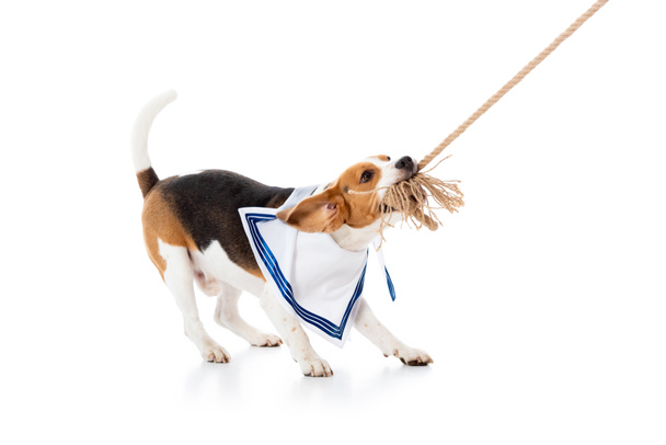 cute beagle dog in sailor scarf biting rope on white - Foto, Imagem