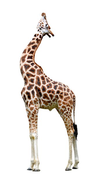 Girafe isolée sur blanc
 - Photo, image