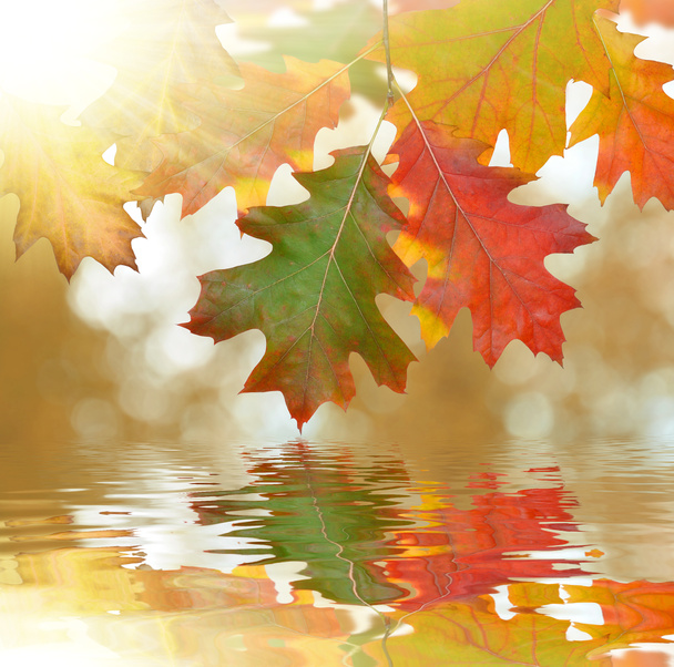 Folhas de carvalho do outono espelhadas no nível da água
 - Foto, Imagem