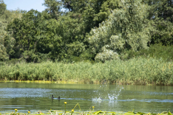 une famille de canards foulques nager dans la rivière du Dniepr en Ukraine dans la forêt
 - Photo, image