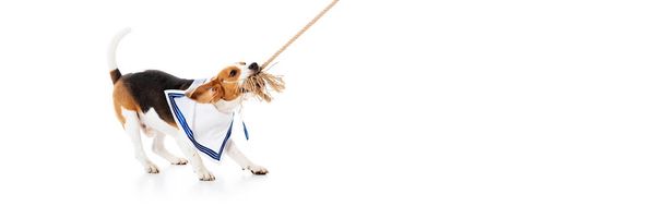 白にビーグル犬の噛み付きロープのパノラマショット - 写真・画像