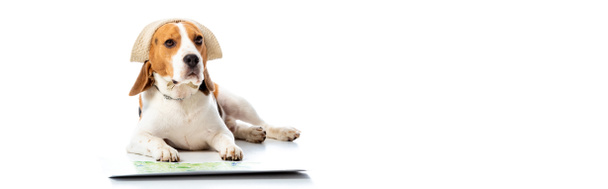 plan panoramique de chien beagle en chapeau couché près de la carte sur blanc
 - Photo, image