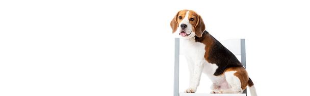 panoramic shot of cute beagle dog sitting on chair and looking at camera isolated on white - Foto, immagini