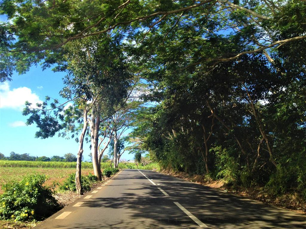 Heading Road surrounded by green tropical forest in a sunny beautiful day. - 写真・画像