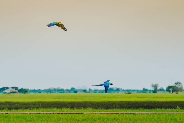 Bunt des Ara-Papageien üben das Fliegen auf den Feldern. - Foto, Bild