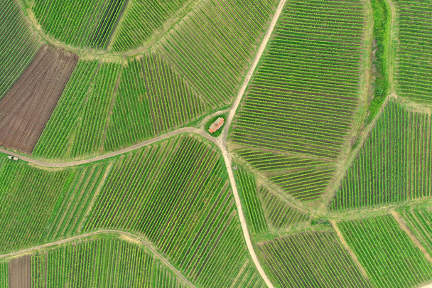 aerial view vineyard scenery at Kaiserstuhl Germany - Fotó, kép