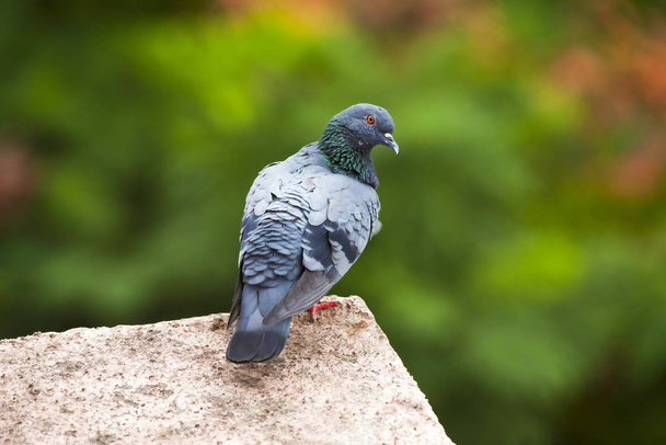 Feral pigeon, Columba livia domestica, Kothrud, Pune district, Maharashtra, India - Photo, image