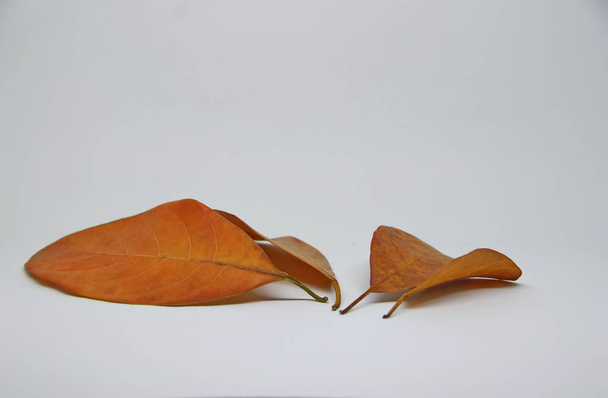  Suszone liście sfotografowane białym tłem - Zdjęcie, obraz
