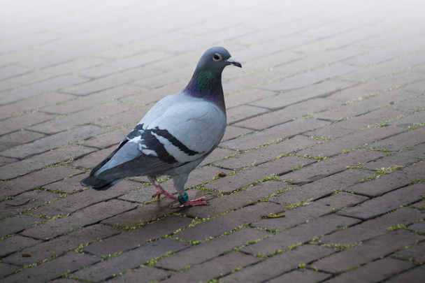 The rock dove or rock pigeon or common pigeon is a member of the bird family Columbidae - Photo, Image